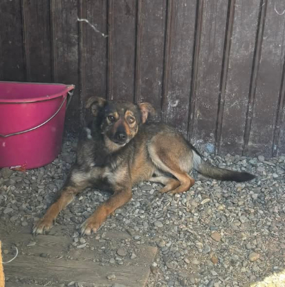 Adopter Gavroche