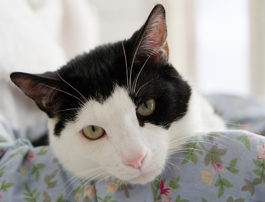 Adopter Angelo