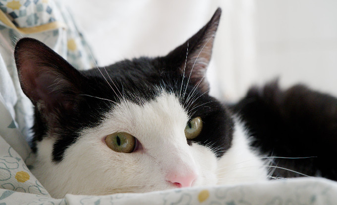 Adopter Angelo