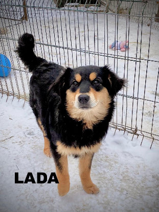 Adoption Lada