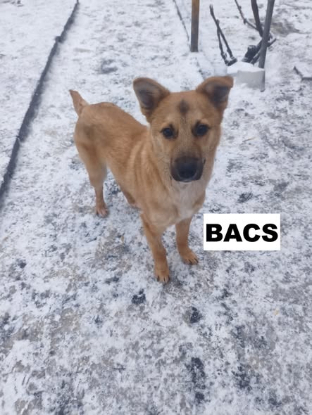 Adoption Bacs