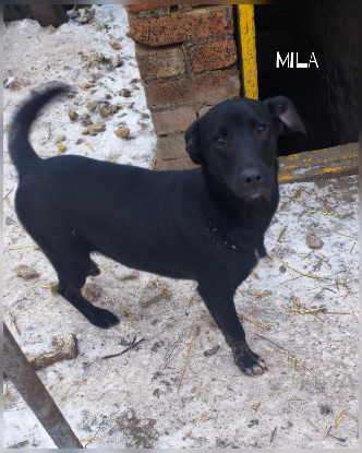 Adoption Mila