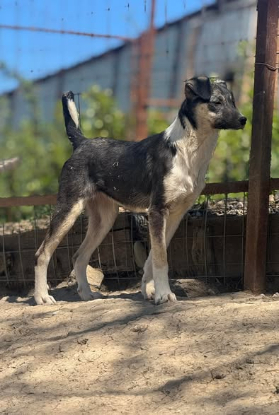 Adoption Baika
