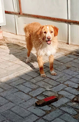 Adopter Alto