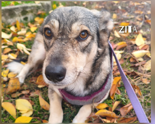 Adopter Zita