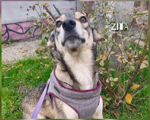 Adopter Zita