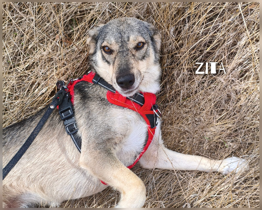 Adoption Zita