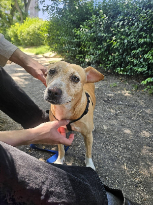 Adopter Noisette