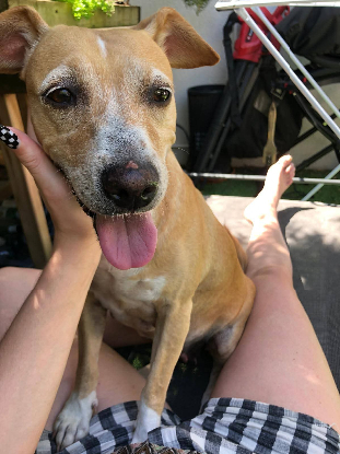 Adopter Noisette