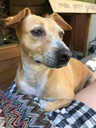 Adoption Noisette
