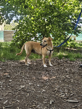 Adoption Noisette