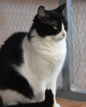 Adopter Fabi