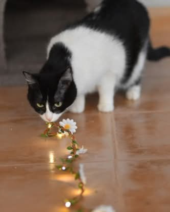 Adoption Fabi