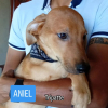 Aniel
