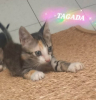 Adopter  chat : Tagada