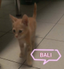 Adopter  chat : Bali