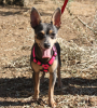 Adopter  chien : Miki, chihuahua