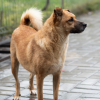 Adopter  chien : Hoa
