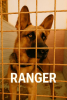 Adopter  chien : RANGER