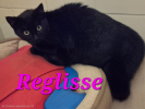 Adopter  chat : Reglisse