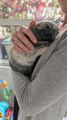 Adopter Allow