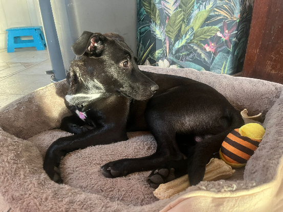 Adopter  chien : AÏKO