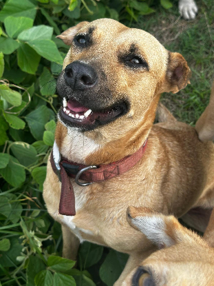 Adopter  chien : MUSCAT