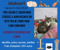 Adopter  chat : Hokori
