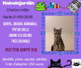 Adopter  chat : Naindejardin