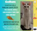 Adopter  chat : Gollum