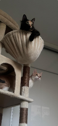 Adoption Elfi