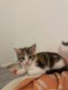 Adopter  chat : Dora