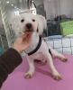Adopter  chien : JOBY SE TROUVE DANS UN REFUGE EN CHINE