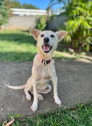 Adopter  chien : Belcha