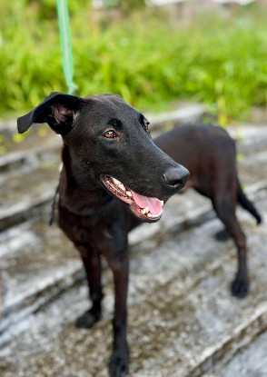 Adopter  chien : Dusty