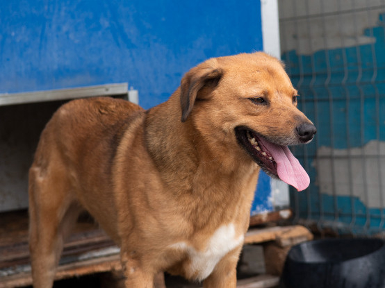 Adopter  chien : Eros