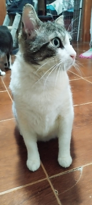 Adoption Milow