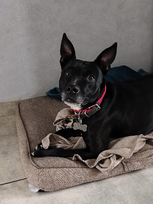 Adopter  chien : Tacha