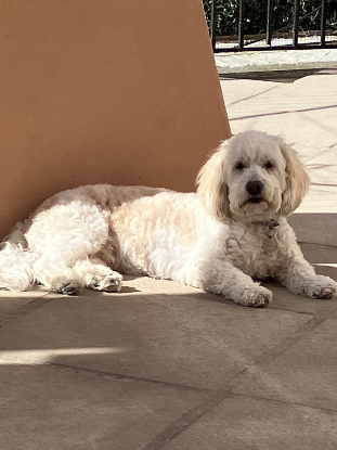 Adopter Woofy
