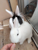 Adopter  lapin : Watson