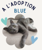 Adopter  chat : BLUE