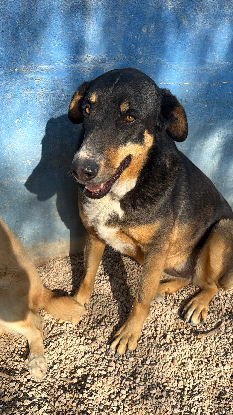 Adoption Mila
