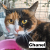Adopter  chat : CHANEL SE TROUVE DANS UN REFUGE EN UKRAINE