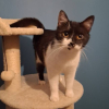 Adopter  chat : MISTY