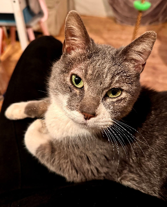 Adopter  chat : Kenaï