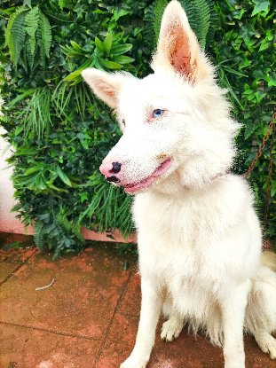 Adopter Céleste