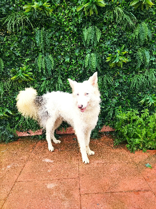 Adopter Céleste