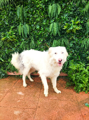 Adoption Céleste