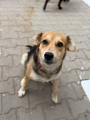 Adoption Kalie