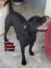 Adopter  chien : LOULOU
